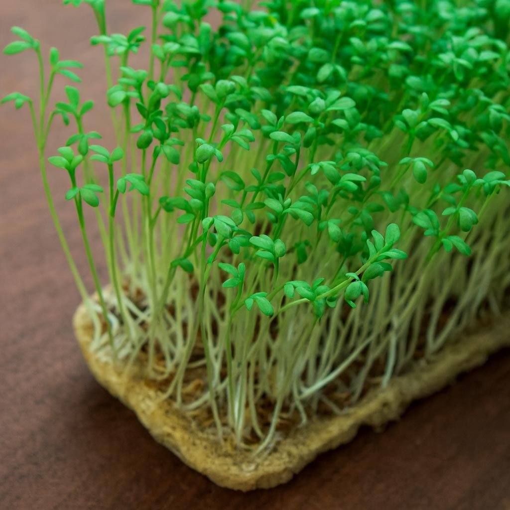 Garden Cress Microgreens - Nutriofarms