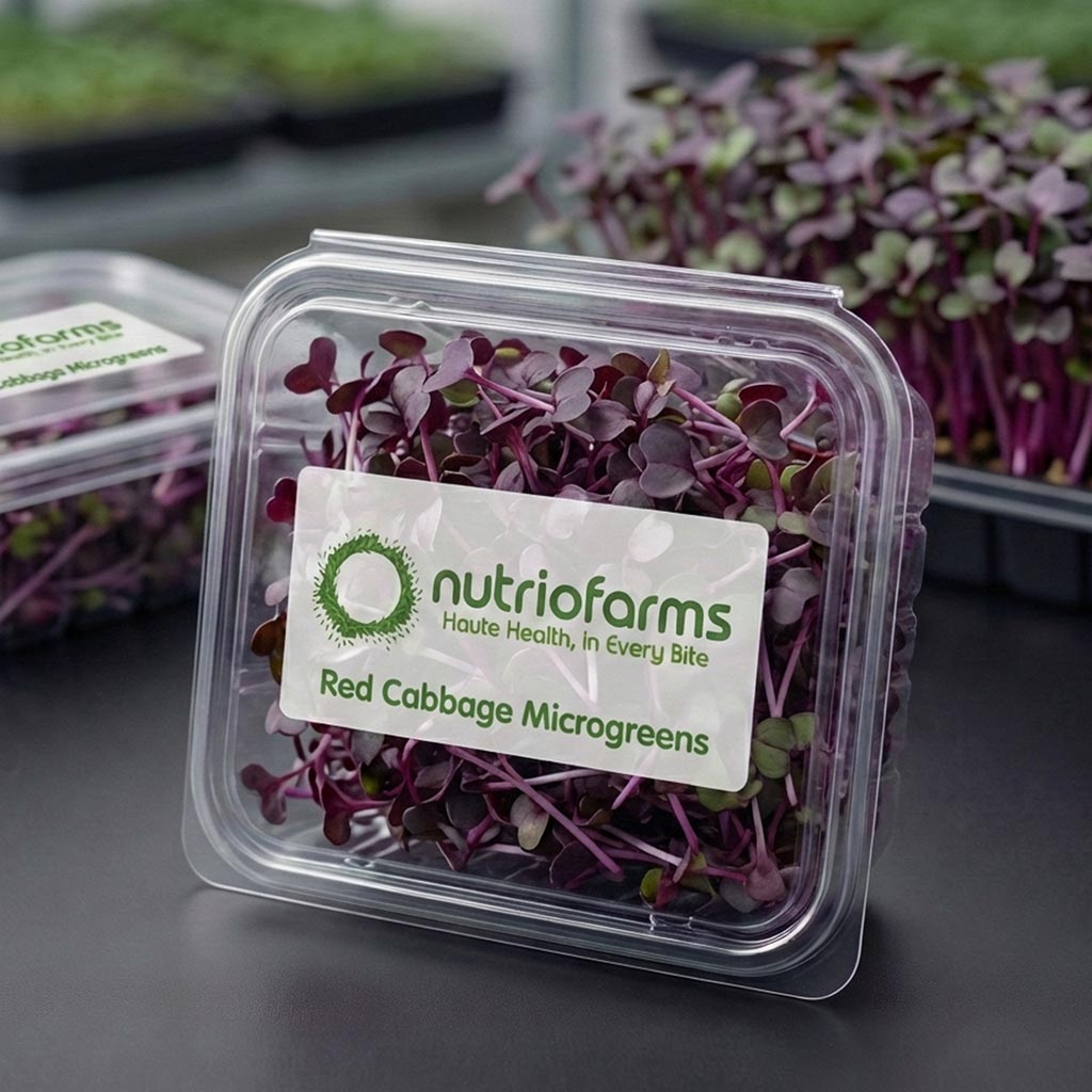 Red cabbage Microgreens