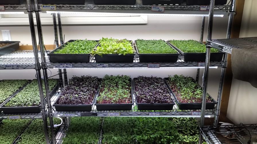 7 Incredible Health Benefits of Microgreens
