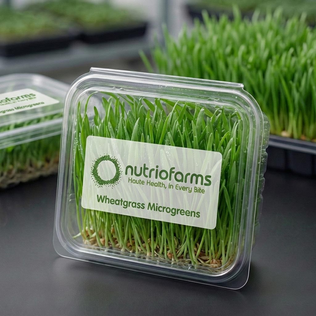 Wheat Grass Microgreens